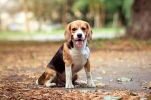 Lire la suite à propos de l’article Le Beagle : Chien de Chasse Loyal ou Compagnon de Famille