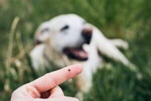 Lire la suite à propos de l’article Tiques : prévenir et traiter les morsures chez le chien