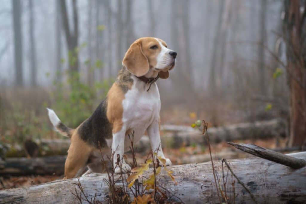 Le Beagle: Chien de Chasse Loyal ou Compagnon de Famille Parfait?