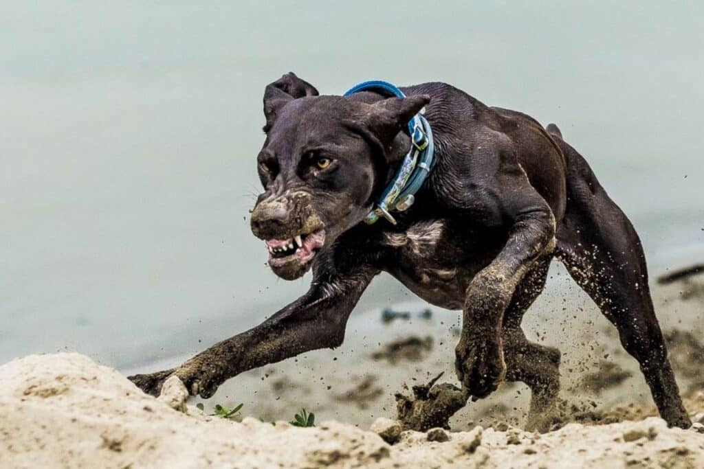 Les races de chiens dangereuses : les mythes et réalités